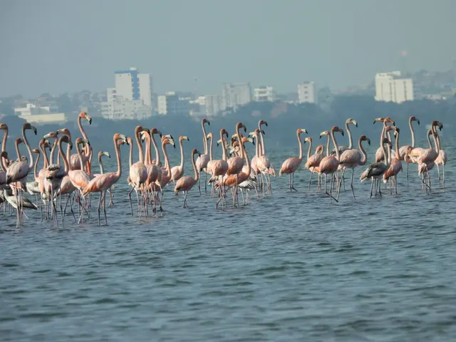 Flamencos reunidos en un humedal