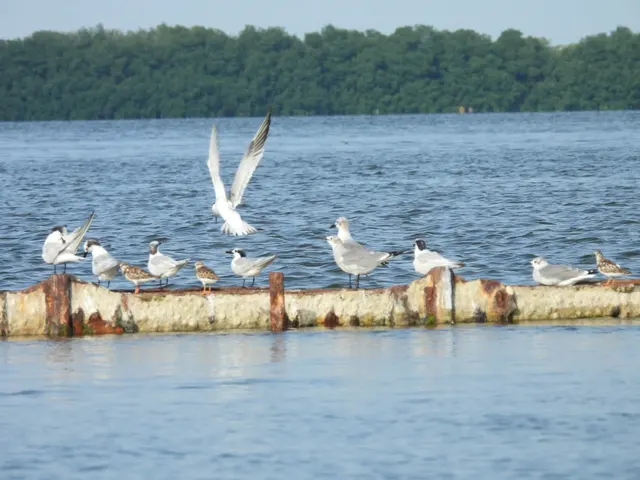 Aves costeras descansando y volando junto al agua