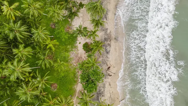 Costa y palmeras vistas desde el aire · imagen de referencia