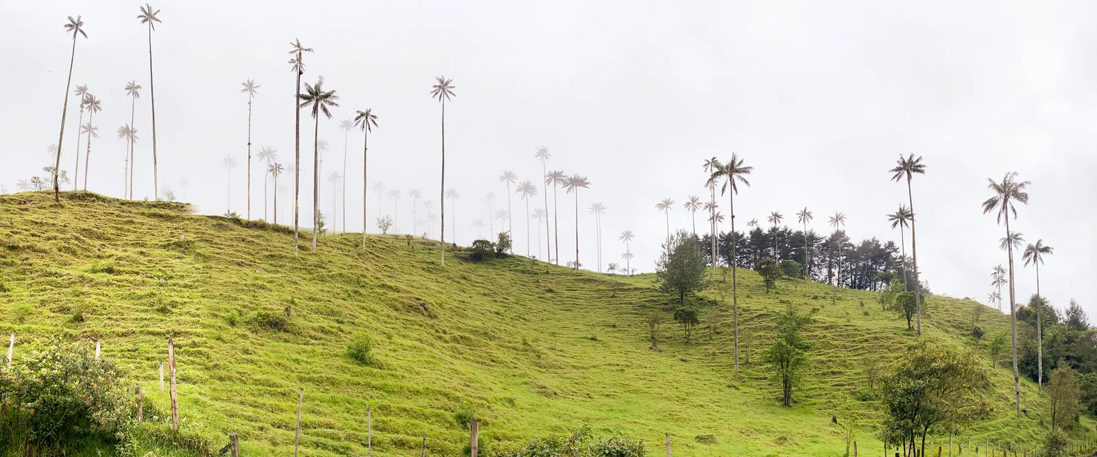 Palmas de cera y paisaje del Valle de Cocora