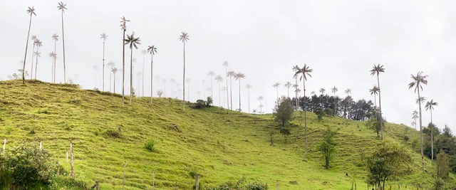 Palmas de cera y paisaje del Valle de Cocora
