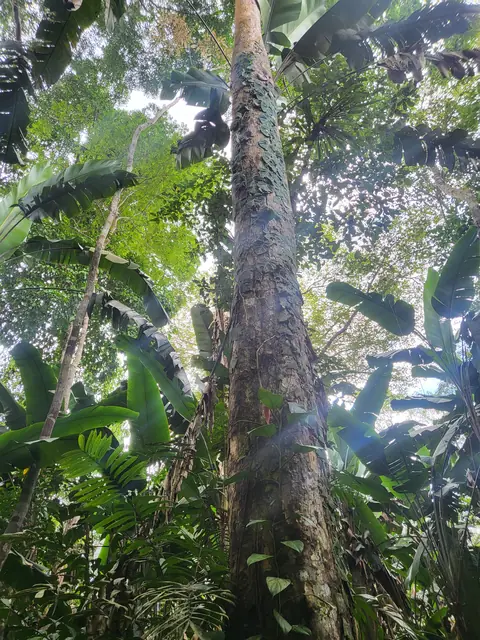 Selva amazónica en Leticia