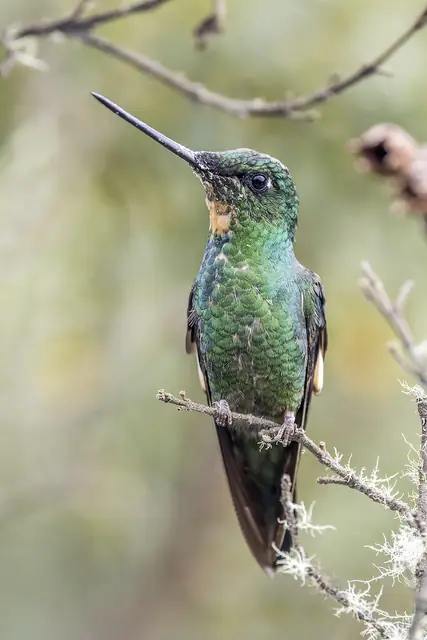 Colibrí fotografiado en Termales del Ruiz, Caldas